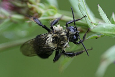 BeeSeptember 10, 2007