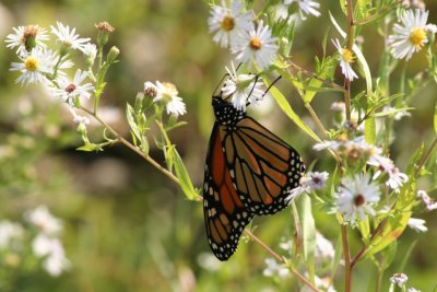 Monarch ButterflySeptember 21, 2007