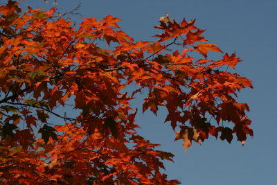 Red Maple Leaves<BR>September 26, 2007