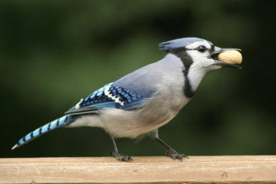 BluejaySeptember 27, 2007