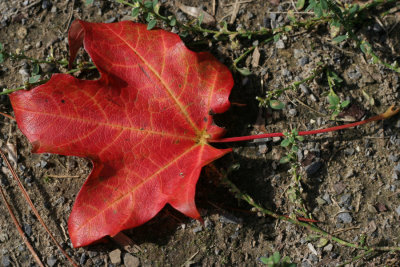 Red Maple Leaf<BR>September 28, 2007