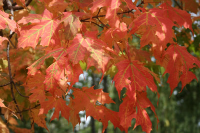 Maple LeavesOctober 1, 2007