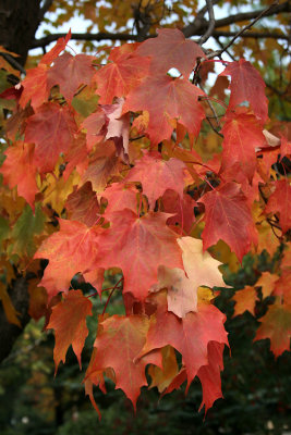 Maple LeavesOctober 18, 2007