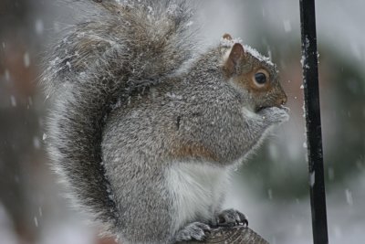 Squirrel in Snowstorm