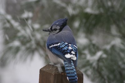 Bluejay in Snowstorm