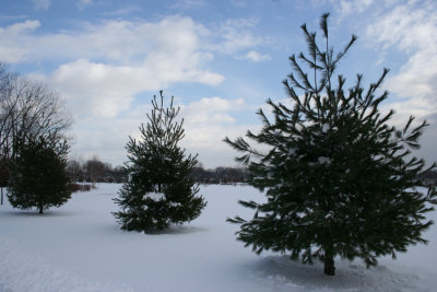 Pine TreesDecember 14, 2007