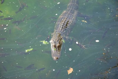 wildlife