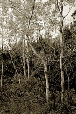 IMG_3133cai.jpg