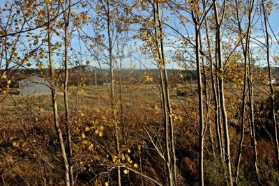 IMG_3274ci.jpg