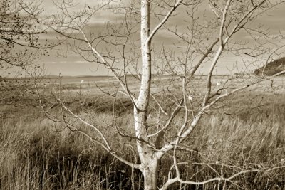 IMG_3244cai.jpg