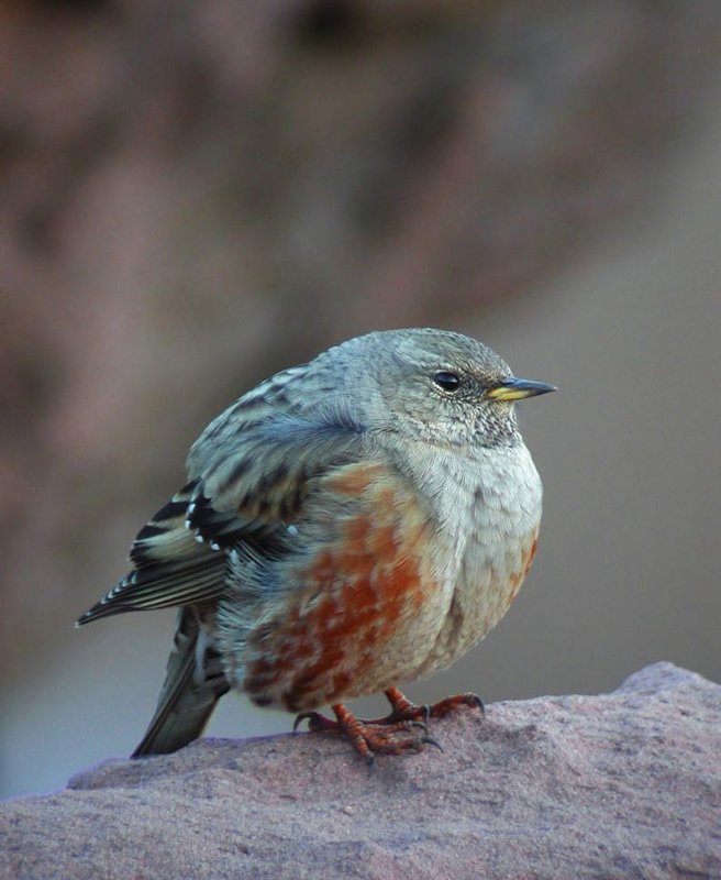 Alpine Accentor (Prunella collaris)