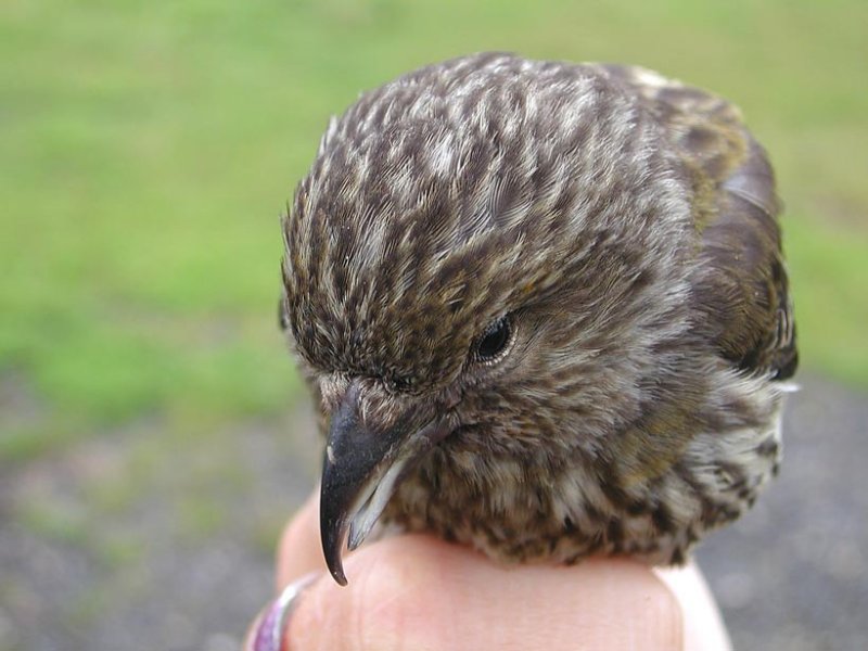 Common Crossbill (Loxia curvirostra)