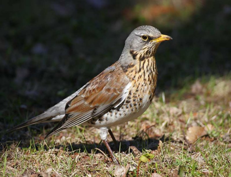 Fieldfare (Turdus pilaris)