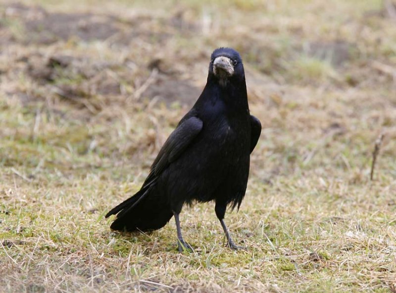 Rook (Corvus frugilegus)