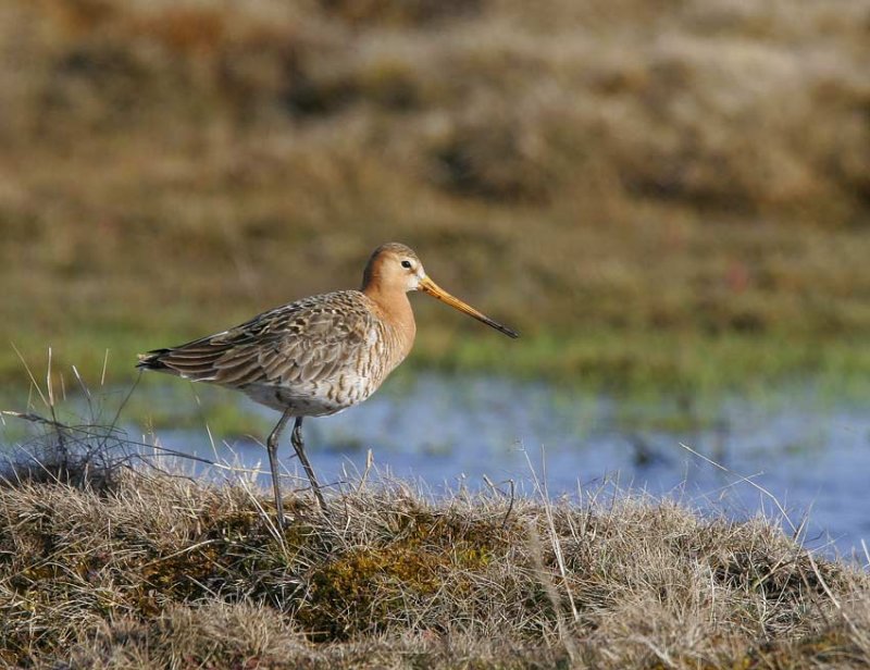 Black-tailed Godwit (Limosa limosa)
