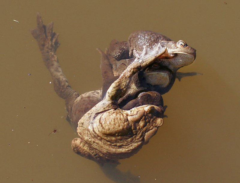 Common Toad (Bufo bufo)