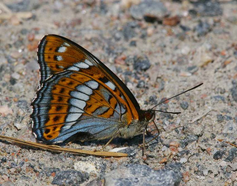 Aspfjril (Limenitis populi)