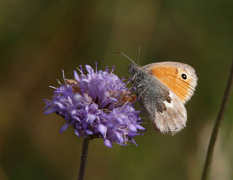 Kamgrsfjril (Coenonympha pamphilus)