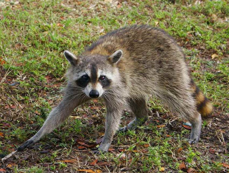 Raccoon (Procyon lotor)
