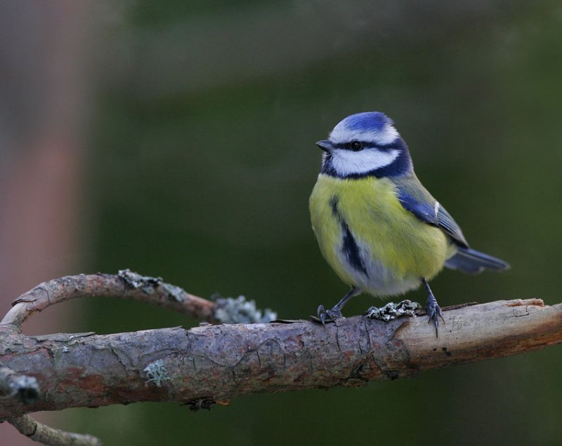 Blue Tit (Parus caeruleus)