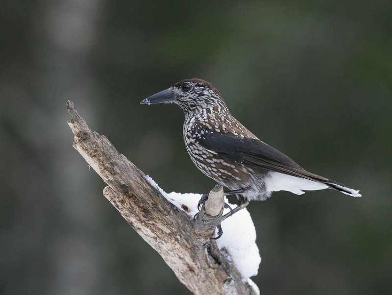 Nutcracker (Nucifraga caryocatactes)