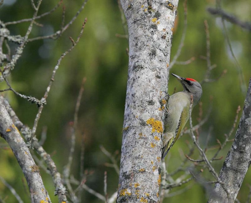 Grey-headed Woodpecker (Picus canus)