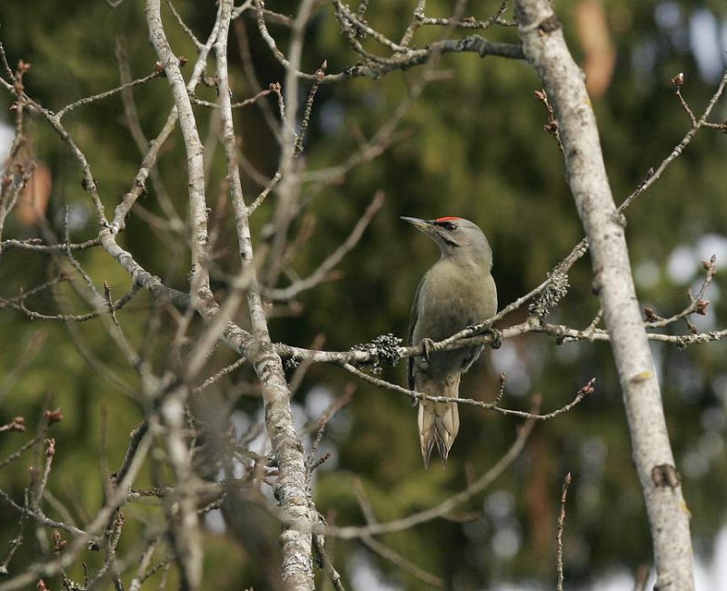 Grey-headed Woodpecker (Picus canus)