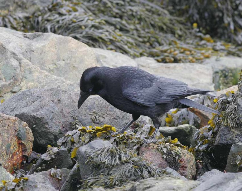 Carrion Crow (Corvus corone corone)