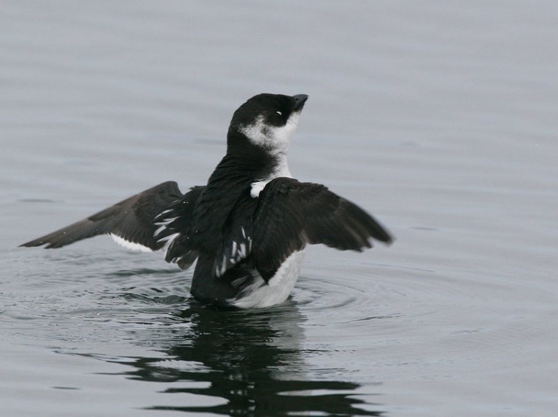 Little Auk (Alle alle)