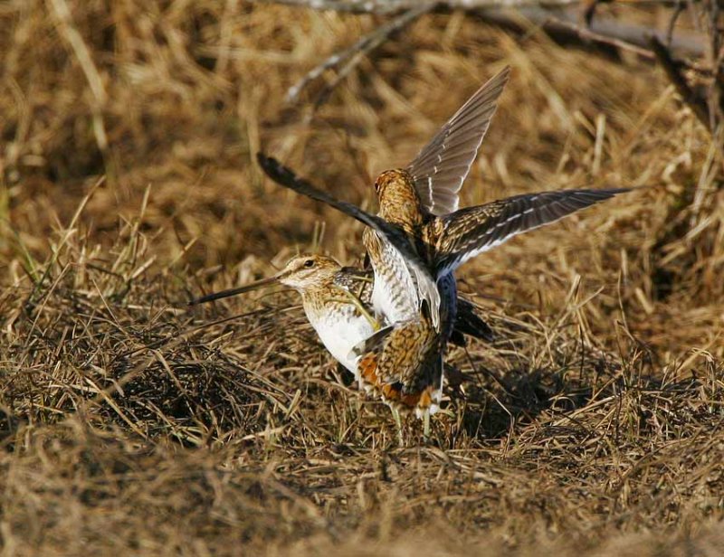 Common Snipe (Gallinago gallinago)