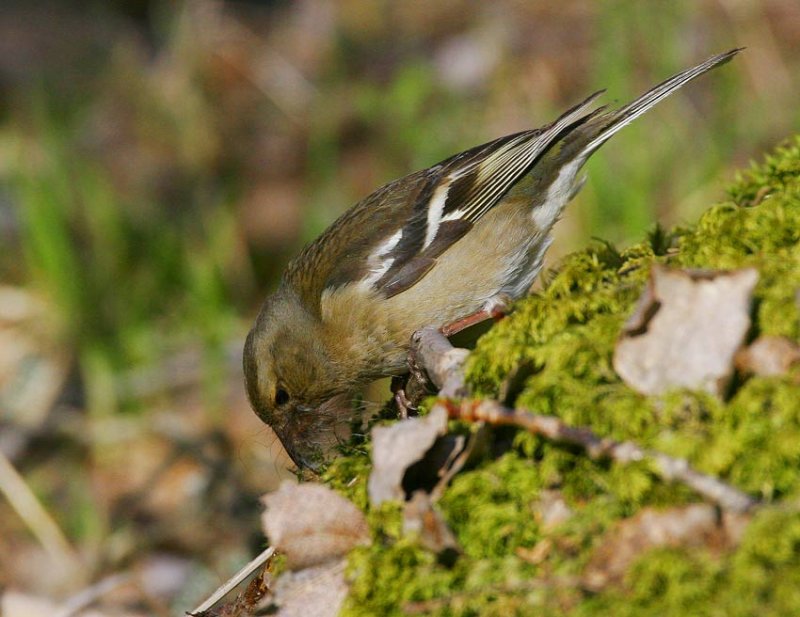 Chaffinch  (Fringilla coelebs)