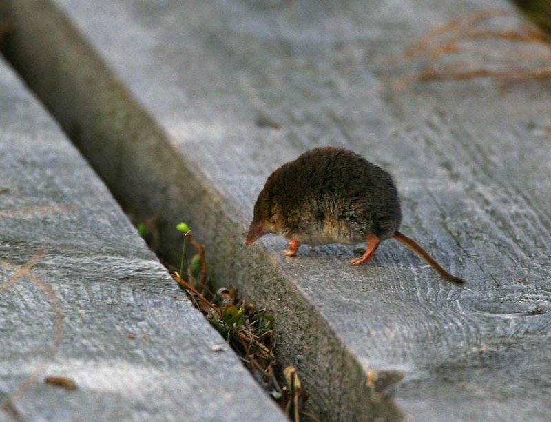 Vanlig nbbmus (Sorex araneus)