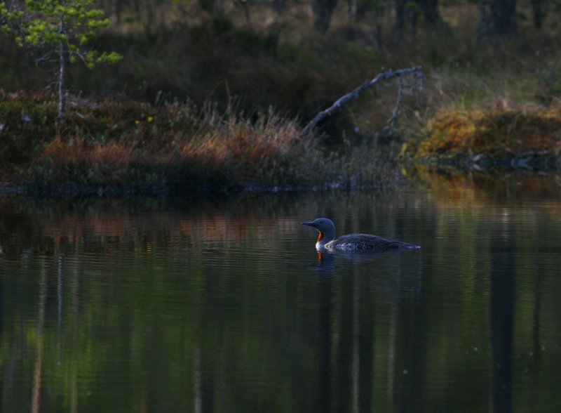 Red-throated Diver (Gavia stellata)