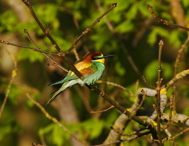 European Bee-eater (Merops apiaster)