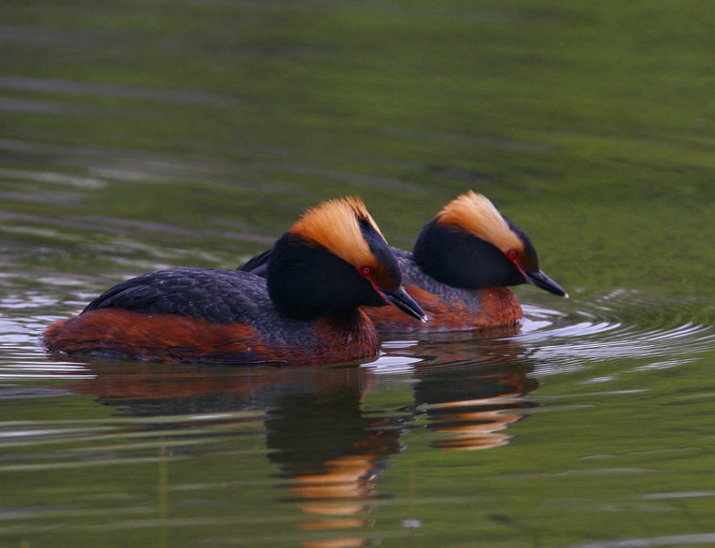 Horned Grebe (Podiceps auritus)