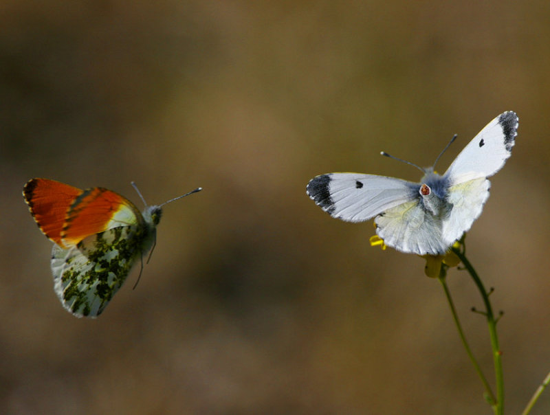 Aurorafjril (Anthocharis cardamines)