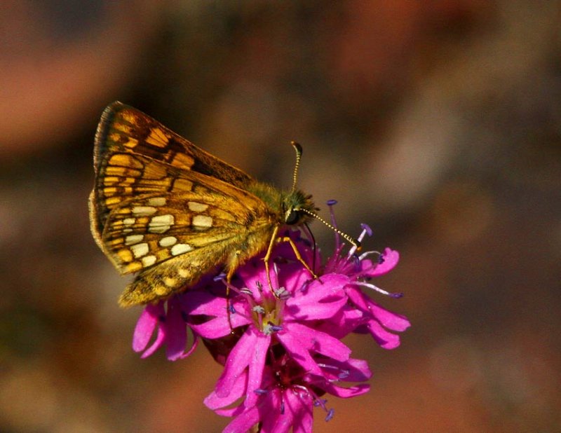 Gulflckig glanssmygare (Carterocephalus palaemon)