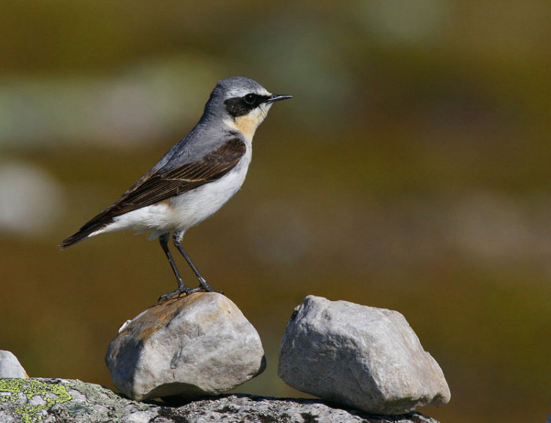 Northern Wheatear (Oenanthe Oenanthe)
