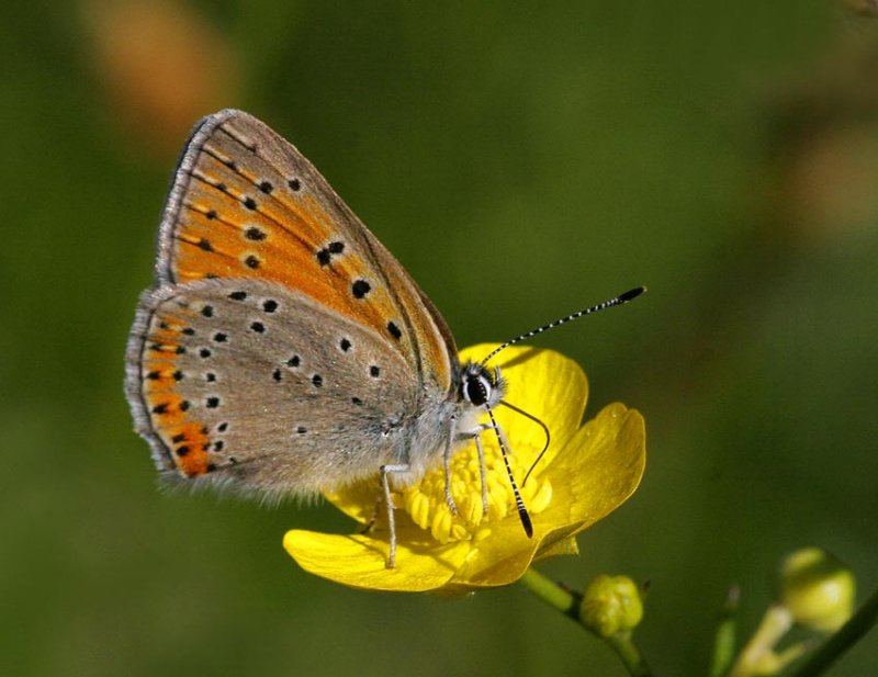 Violettkantad guldvinge, hona (Lycaena hippothoe)