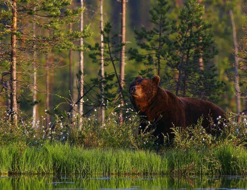 Brown Bear (Ursus arctos)