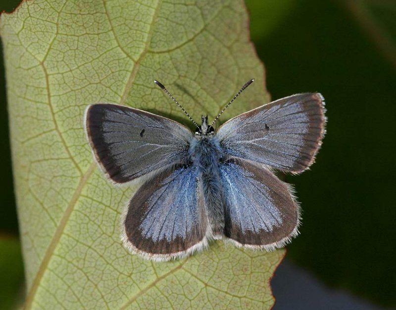 Turkos blvinge (Aricia nicias)