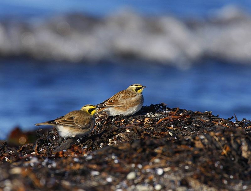 Shore Lark (Eremophila alpestris)