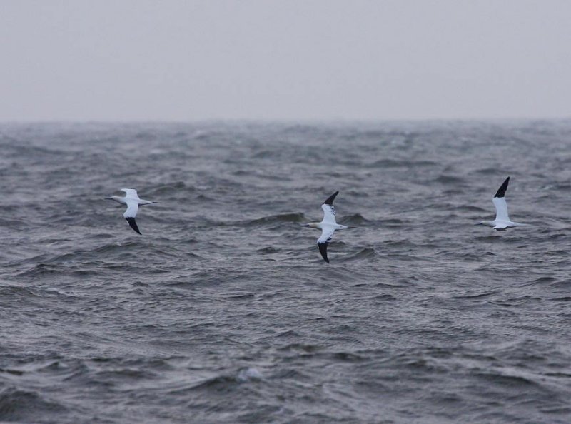 Gannet (Sula bassana)