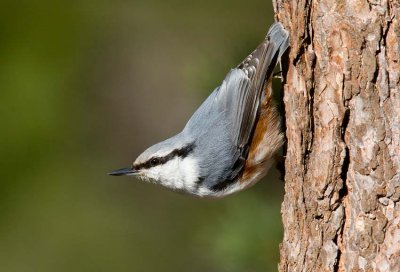 Eurasian Nuthatch (Sitta europaea)