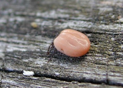 Fästing (Ixodes ricinus)