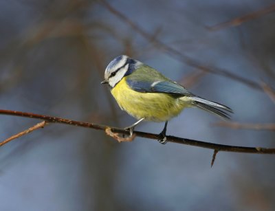 Blue Tit (Parus caeruleus)