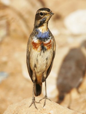 Bluethroat (Luscinia svecica)