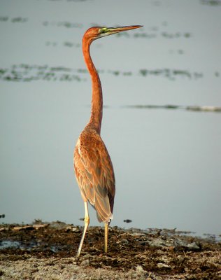 Purple Heron (Ardea purpurea)