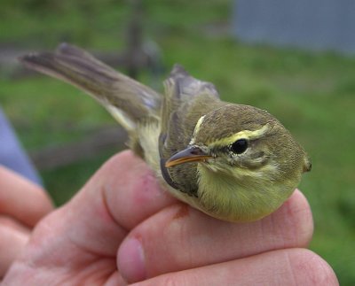 Willow Warbler (Phylloscopus trochilus)