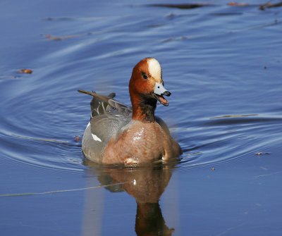 Widgeon (Anas penelope)